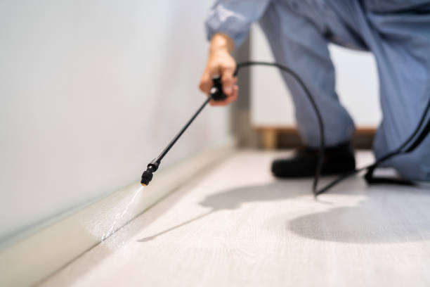 Bed Bug Pre-Treatment Preparation Assessment in Springfield